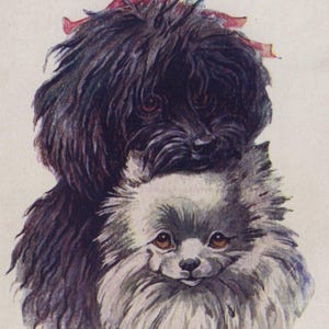 Cartolina illustrata originale degli anni '10 con cane barboncino e spitz, firmata dall'artista - Vintage edoardiano antico