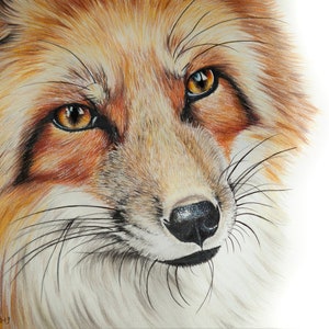 Dessin original de renard roux