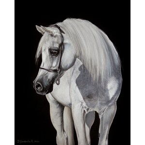 Giclée print of arabian horse Ekstern. Limited edition 8.25x11.75&quot;