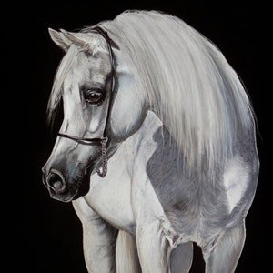 19.6x27.5&quot; Arabian stallion Ekstern horse. Limited edition XL Print.