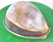 Silver Cowrie Shell Snuff Box, Trinket, Antique, Tobacco, Scent, Scottish Provincial, Laurence Aitchison of Falkirk, C.1838, REF425D