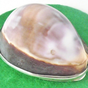 May include: An oval-shaped shell with a silver rim, featuring a brown, white and purple iridescent pattern.