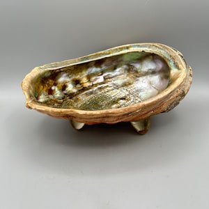 May include: Abalone shell bowl with iridescent interior and three small feet. The shell's exterior is a mix of brown and tan hues, while the inside shimmers with shades of green, gold, and pearl.