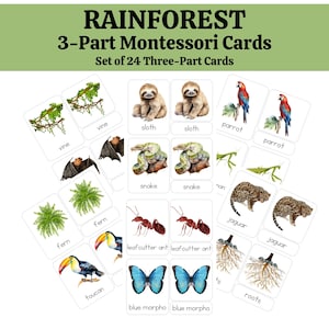 Cartes en 3 parties - Forêt tropicale - Cartes flash, cartes flash Montessori, préscolaire, tout-petit, enfant - apprentissage tout au long de la vie