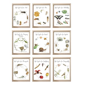Set di 9 poster educativi sul ciclo di vita degli insetti/insetti, apprendimento a casa, decorazioni per aule Montessori, arte murale - con stati etichettati