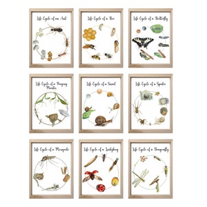Peut inclure: Neuf tableaux illustrés du cycle de vie de divers insectes et animaux, notamment une fourmi, une abeille, un papillon, une mante religieuse, un escargot, une araignée, un moustique, une coccinelle et une libellule. Chaque tableau présente un diagramme circulaire avec des illustrations à l'aquarelle des différentes étapes du développement.