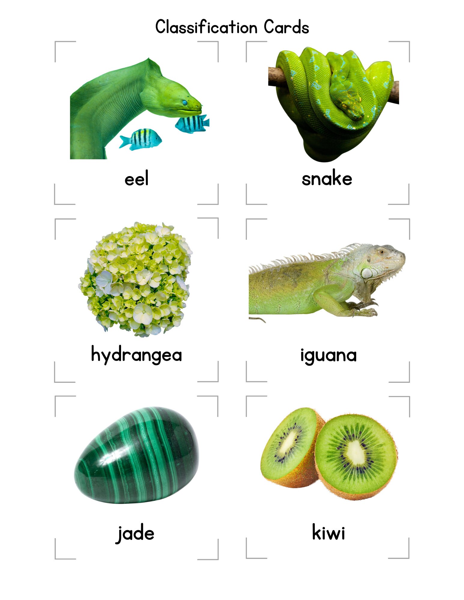 Classification Cards, 300 Cards, 36 Category Cards - Flash Cards ...