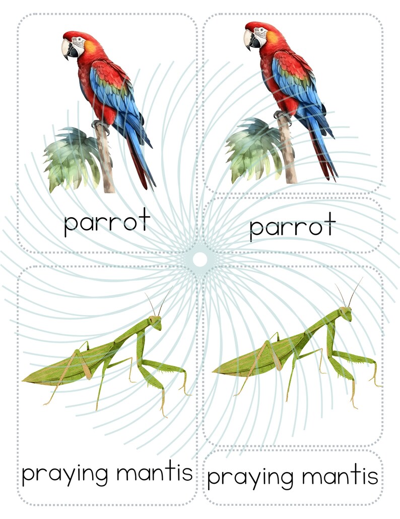 3 Part Cards - Rainforest - Flash Cards, Montessori Flashcards ...