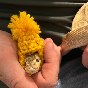 Snake hat, Ball python hat, pet snake hat, crochet snake hat, snake costume hat, crochet ball python hat, pet snake gift, snake photo prop