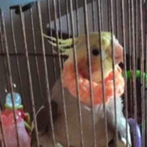 May include: A yellow and peach cockatiel perched on a wooden perch inside a bird cage. The bird is wearing a small, brown, paper-like garment.