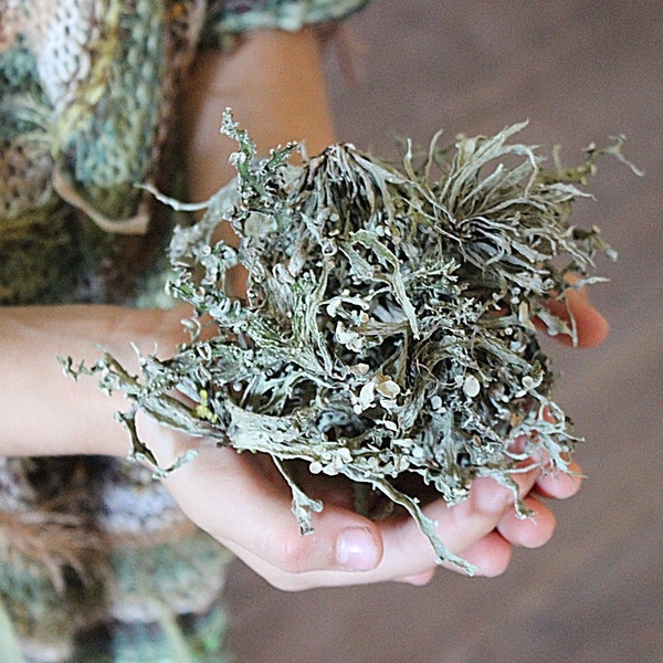 Lichen Moss, Gray Natural Lichen, Gray Lichen Dry Art Crafts Supply