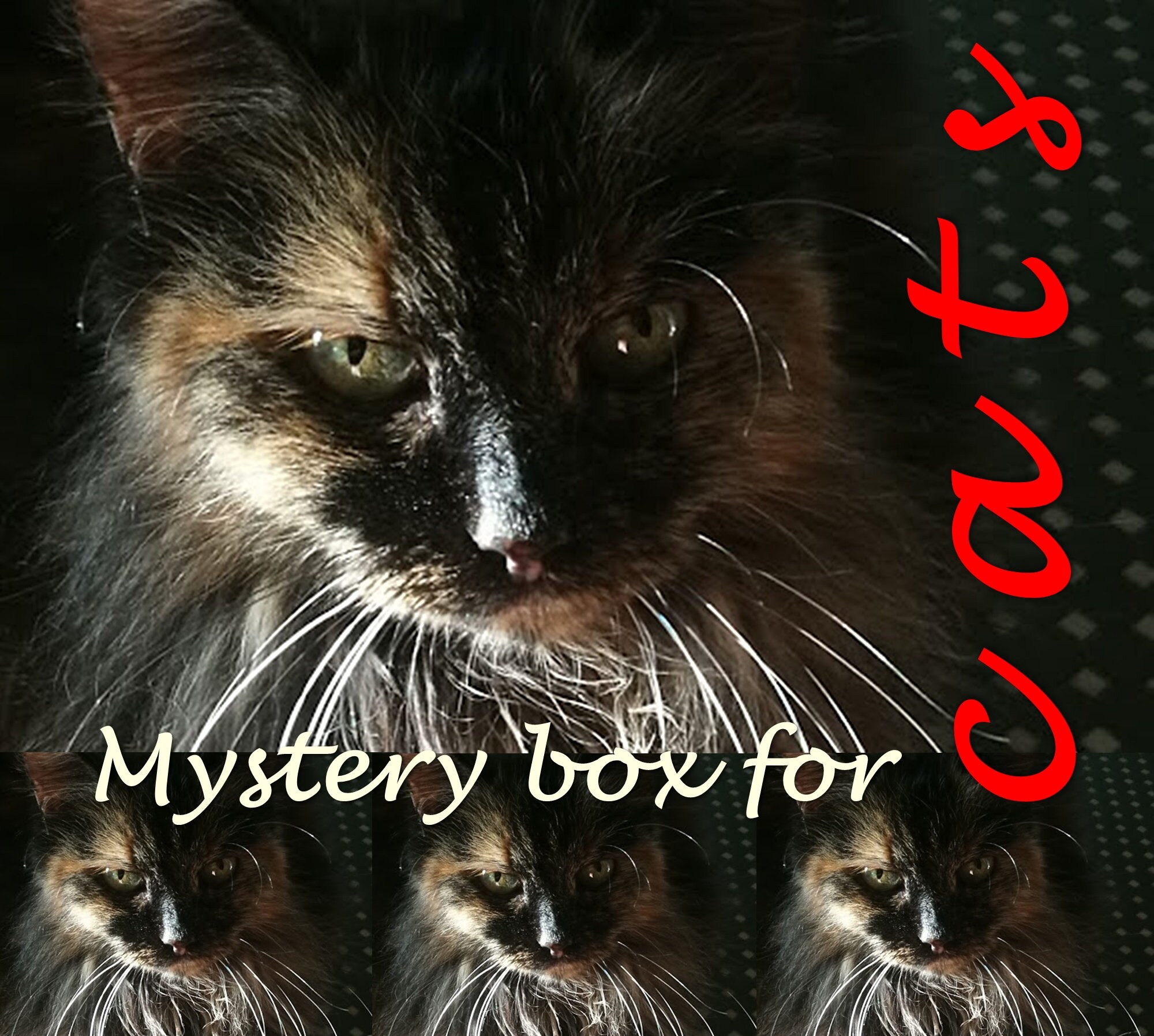 Mystery box for cats Cat toy mystery box Cat gift box Etsy