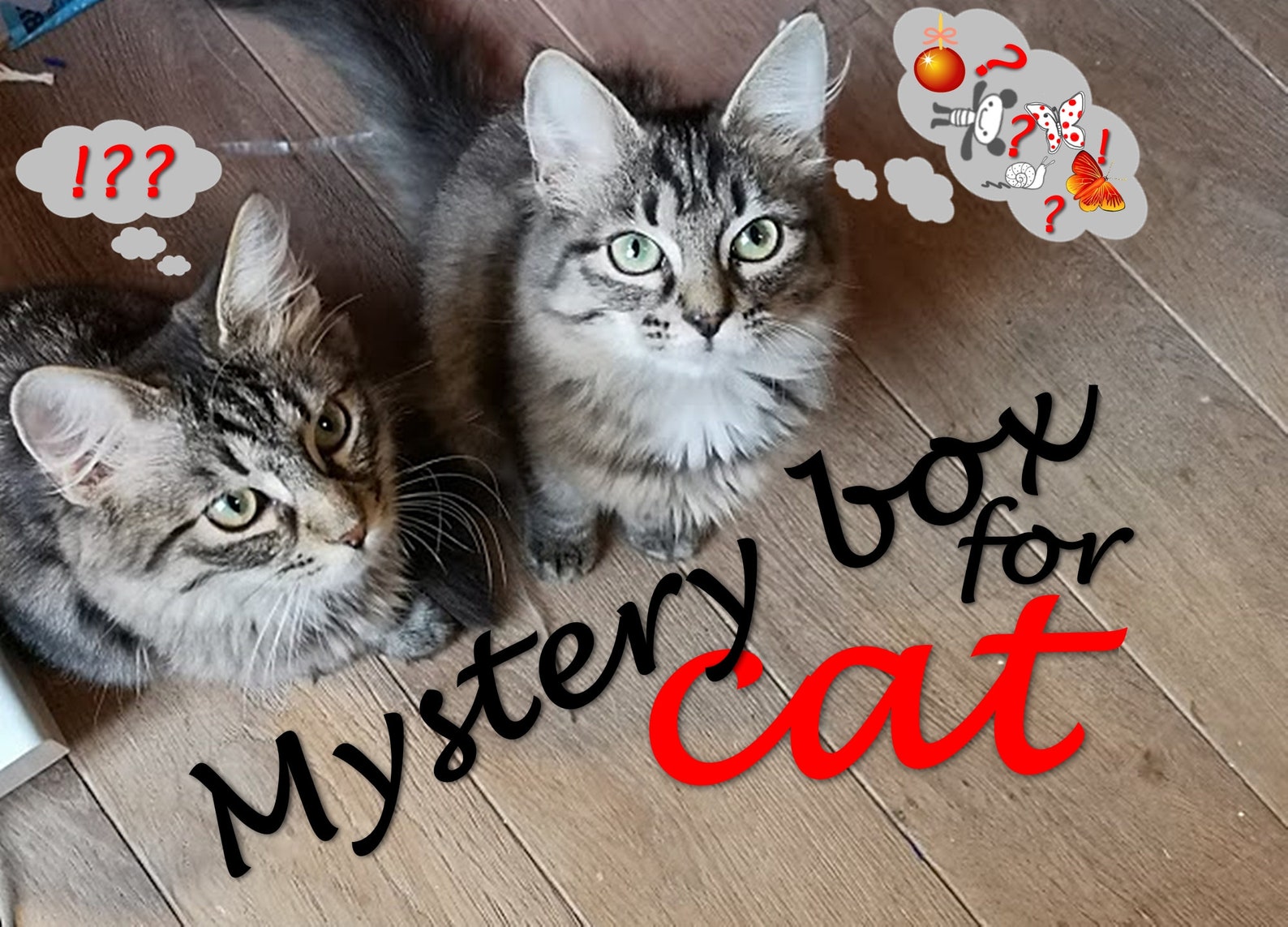 Mystery box for cats Cat toy mystery box Cat gift box Etsy