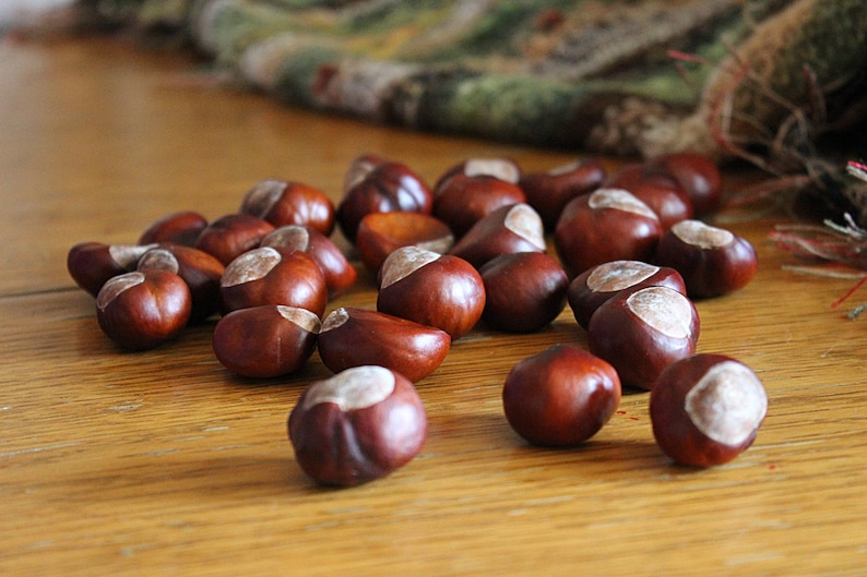 Horse Chestnuts Real Dried Chestnuts Set of 50 Chestnuts Etsy