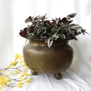 May include: A large, antique brass planter with three small ball feet, filled with a lush, trailing plant with green and purple striped leaves. The planter has a wide, rounded body and a slightly flared rim. Yellow flowers are in the foreground.