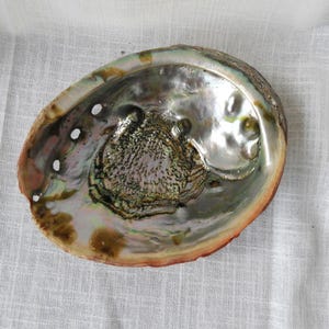 Vtg Large Abalone Shell|Smudge Incense Burner|Mod Large Shell
