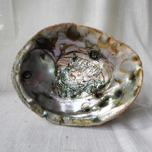 Vtg Large Abalone Shell|Smudge Incense Burner|Mod Large Shell