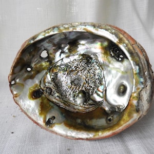 Vtg Large Abalone Shell|Smudge Incense Burner|Mod Large Shell