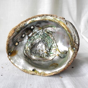 Vtg Large Abalone Shell|Smudge Incense Burner|Mod Large Shell