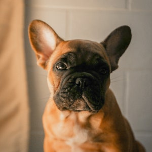 May include: A close-up portrait of a French Bulldog puppy. The dog has a brown and black coat, with a black muzzle and large, upright ears. The puppy is looking directly at the camera with a curious expression.