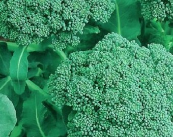 Broccoli Seeds | NON-GMO | Heirloom | Fresh Garden Seeds (250 seeds)