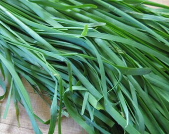 250+Garlic Chives Seeds(Allium tuberosum) Chinese Chives Jiu cai Vegetable USA