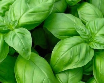 Genovese Basil Seeds | NON-GMO | Heirloom | Fresh Garden Seeds (750 Seeds)