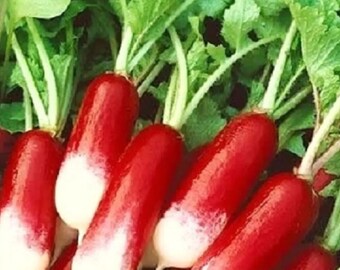 French Breakfast Radish Seeds | NON-GMO | Heirloom | Fresh Garden Seeds (100 Seeds)