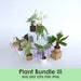 see more listings in the Plants section