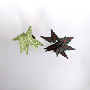 May include: Two potted paper plants, one with green leaves and white veins, the other with dark green leaves and red veins.