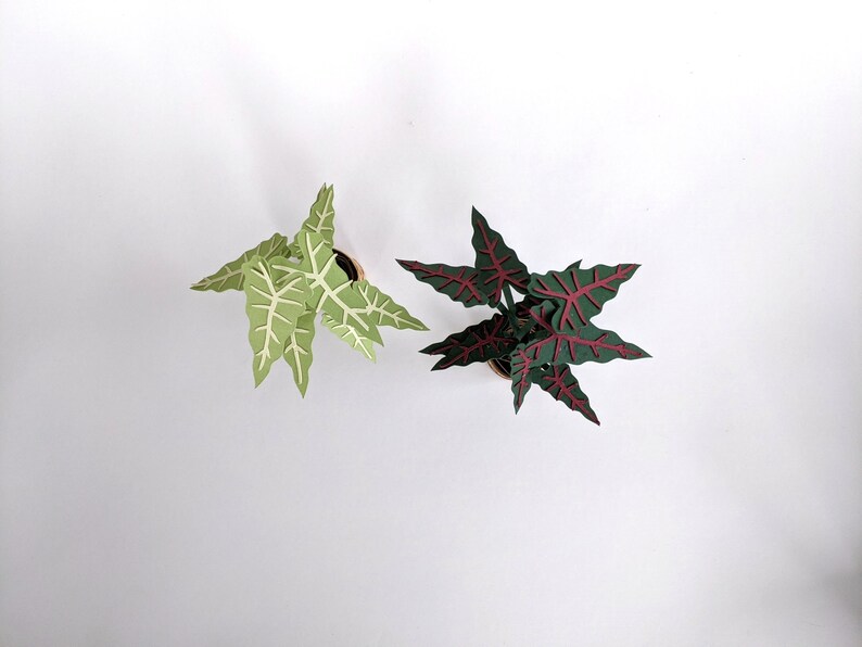 May include: Two potted paper plants, one with green leaves and white veins, the other with dark green leaves and red veins.
