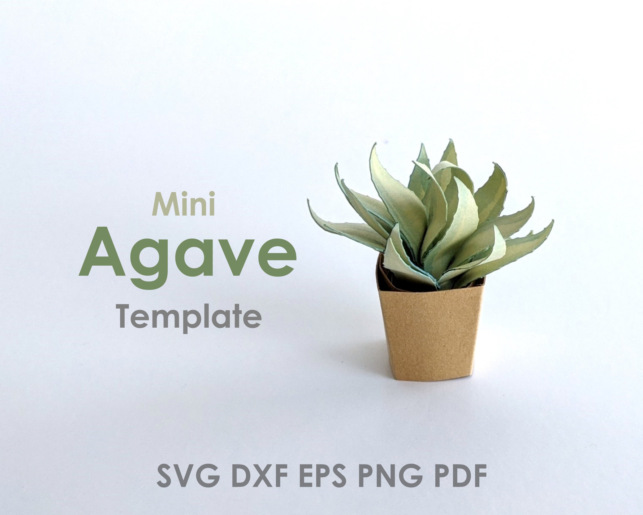 agave potatorum shoji raijin Agave potatorum cv. Shoji-Raijin f. variegata | Succulents