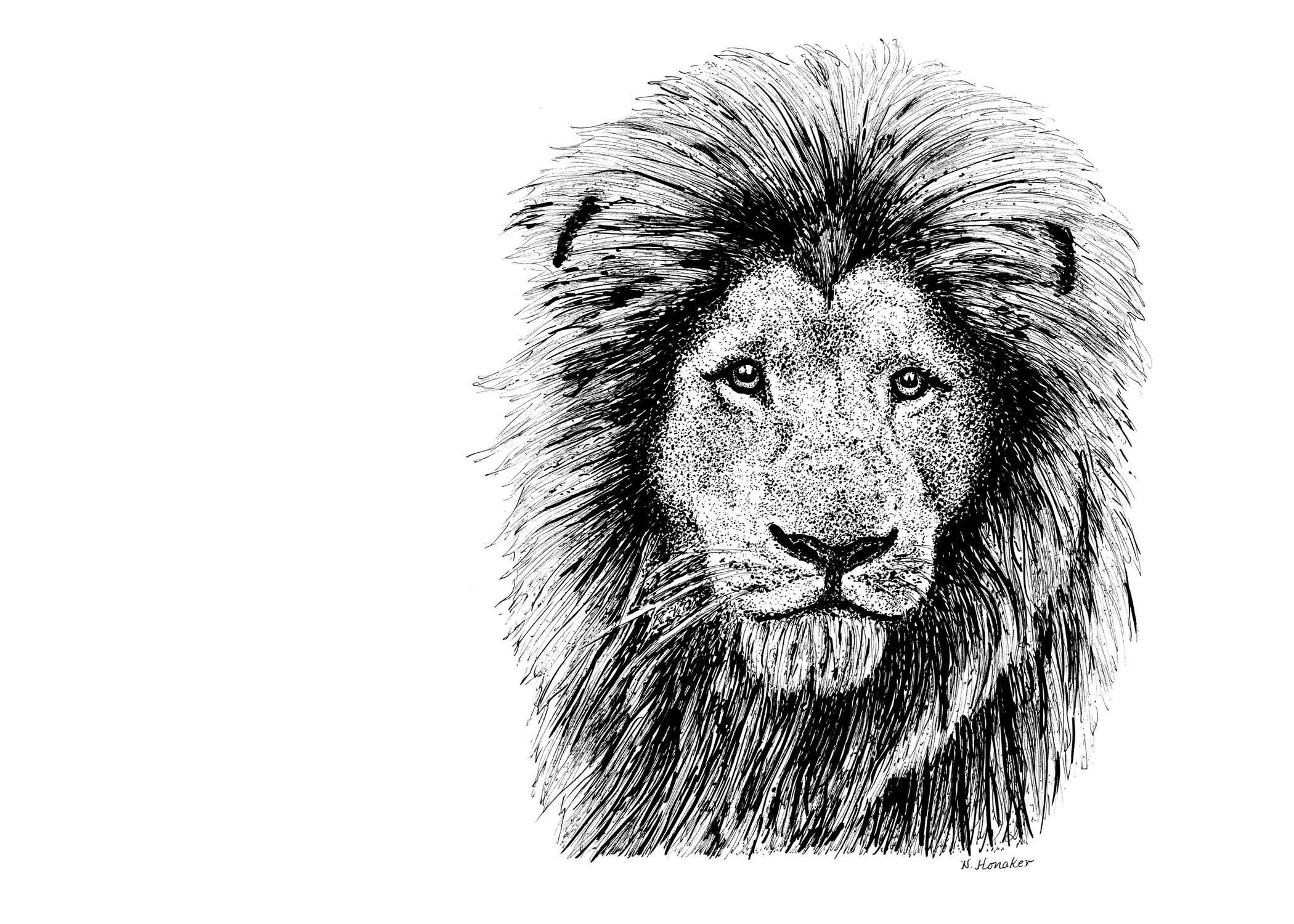 Lion Drawings on Behance