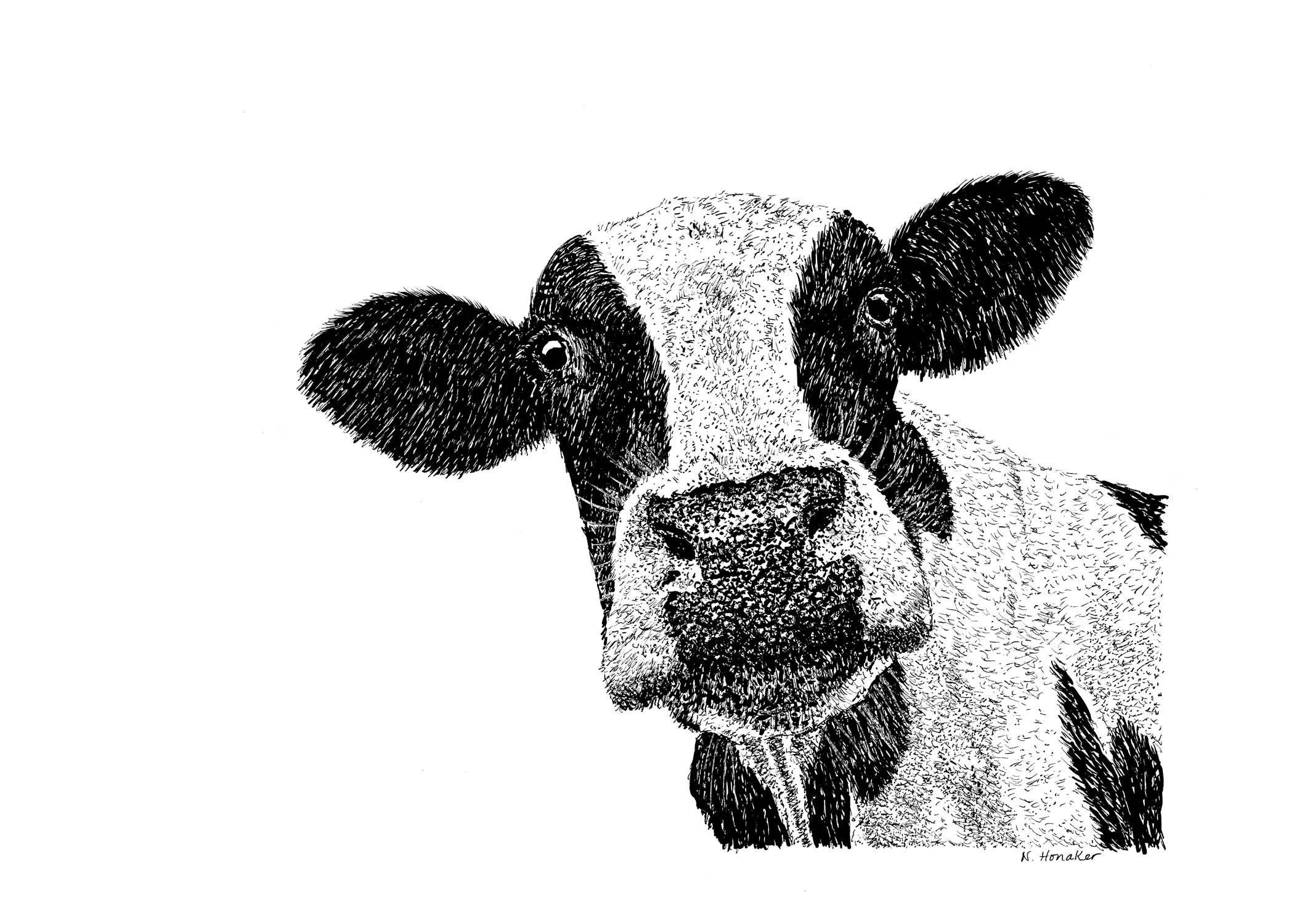 Cow Illustration Pen and Ink Gicl\u00e9e Print Artwork