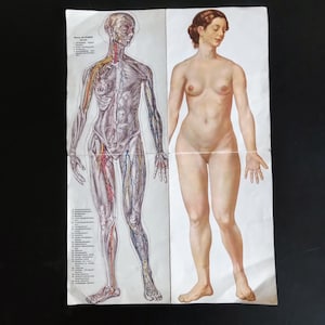Könnte beinhalten: Vintage anatomische Tafel mit einer detaillierten Illustration des Muskel- und Kreislaufsystems des menschlichen Körpers auf der linken Seite und einer nackten weiblichen Figur auf der rechten Seite. Die Tafel ist auf gealtertem Papier mit sichtbaren Falten gedruckt.