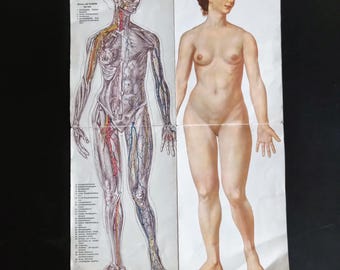 Peut inclure: Ancienne affiche anatomique représentant le système musculaire et circulatoire du corps humain à gauche, et une figure féminine nue à droite. L'affiche est imprimée sur du papier vieilli avec des plis visibles.