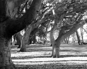 Berkeley Photo; Black and White Photo; Berkeley University, Nature Poetic; Download; Berkeley Park; Wall Print; Download; Printable Art