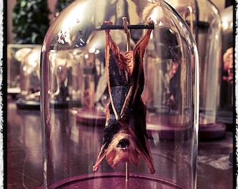 Small Hanging Bat In a Glass Dome -  Free Shipping