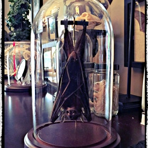 Hanging Bat In a Glass Dome