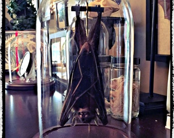 Hanging Bat In a Glass Dome -  Free Shipping
