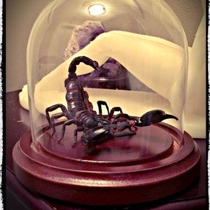 Preserved Scorpion "Attack Pose" in glass Dome -  Free Shipping