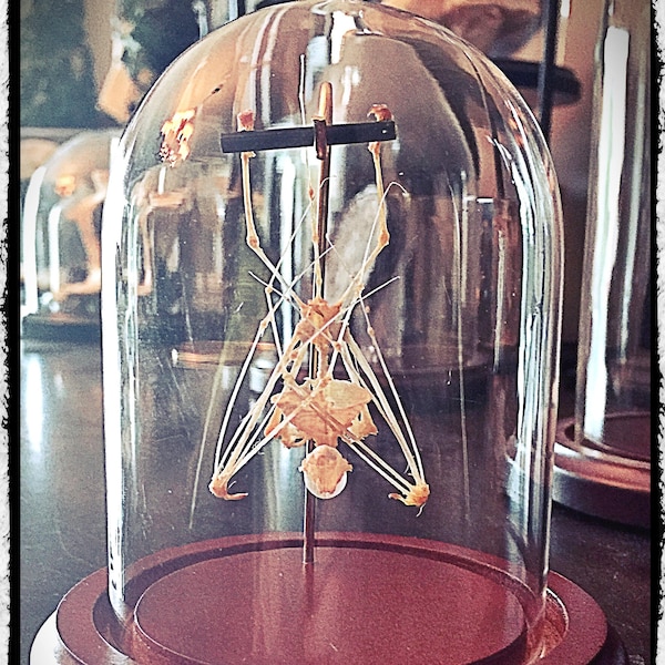 Small Hanging Skeleton Bat In a Glass Dome