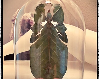 Leaf insect - In a Glass Dome