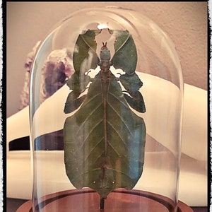 Leaf insect - In a Glass Dome