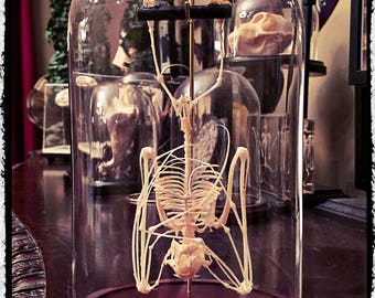 Hanging Bat Skeleton In a Glass Dome -  Free Shipping