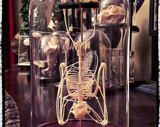 Hanging Bat Skeleton in a Glass Dome Free Shipping Etsy