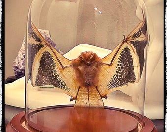 Open Winged Bat Under Dome - Kerivoula picta