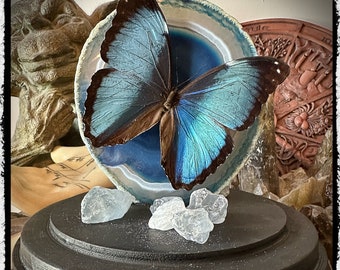 Art Piece - Butterfly and Crystal in Dome