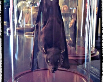 Ready to Fly Position - Hanging Bat In a Glass Dome -  Free Shipping