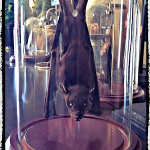 Ready to Fly Position Hanging Bat In a Glass Dome Free Shipping image 1